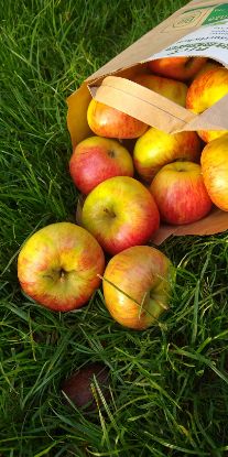 Zeige Details für Bio-Äpfel säuerlich 1 kg Bild von Bio-Äpfel säuerlich 1 kg